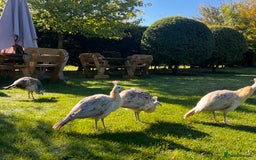 Peafowl poultry for sale: Peafowl for sale  - Image 3