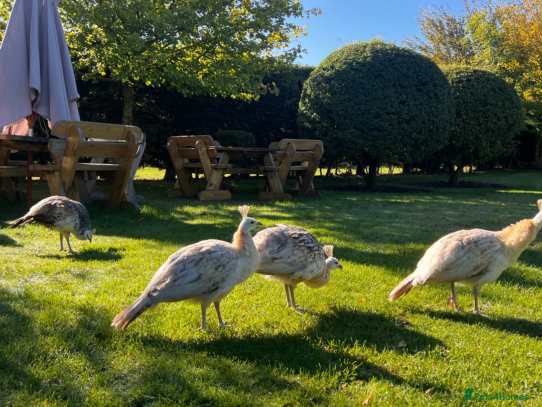 Peafowl poultry for sale: Peafowl for sale  - Image 3