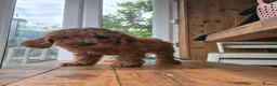 Cavapoo dogs for sale: ** Only 2 Left ** Adorable Red F1B Cavapoo puppies - Advert 23
