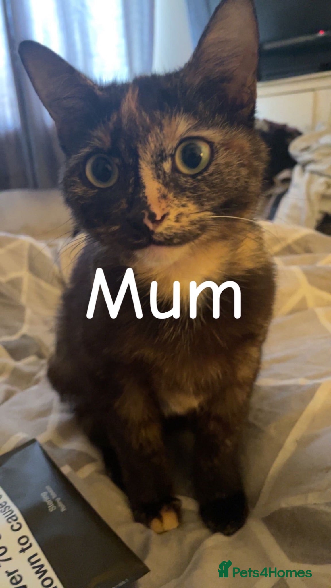 Mixed Breed cats Cute female kitten!  - Advert 10