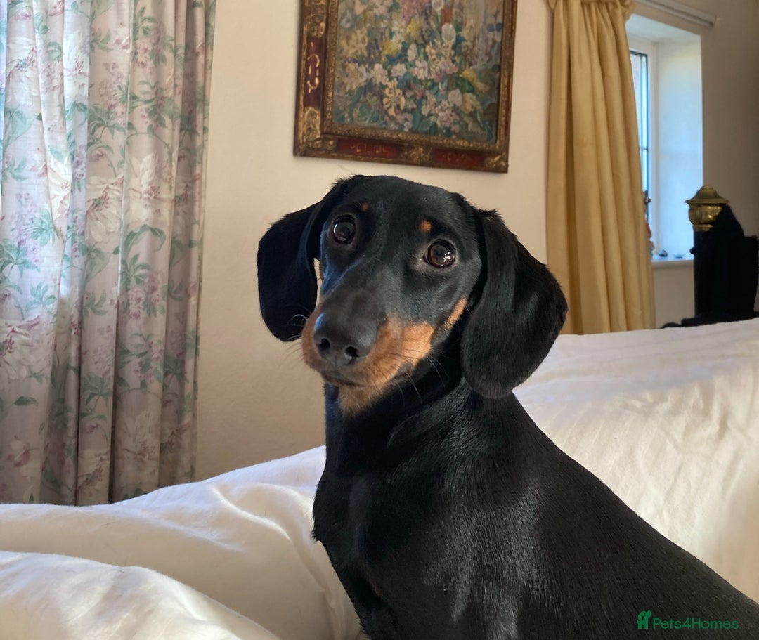 Miniature Dachshund dogs for sale: Beautiful KC miniature dachshund puppies - Advert 9