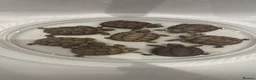 Tortoise reptiles for sale: Baby Tortoises - Advert 4
