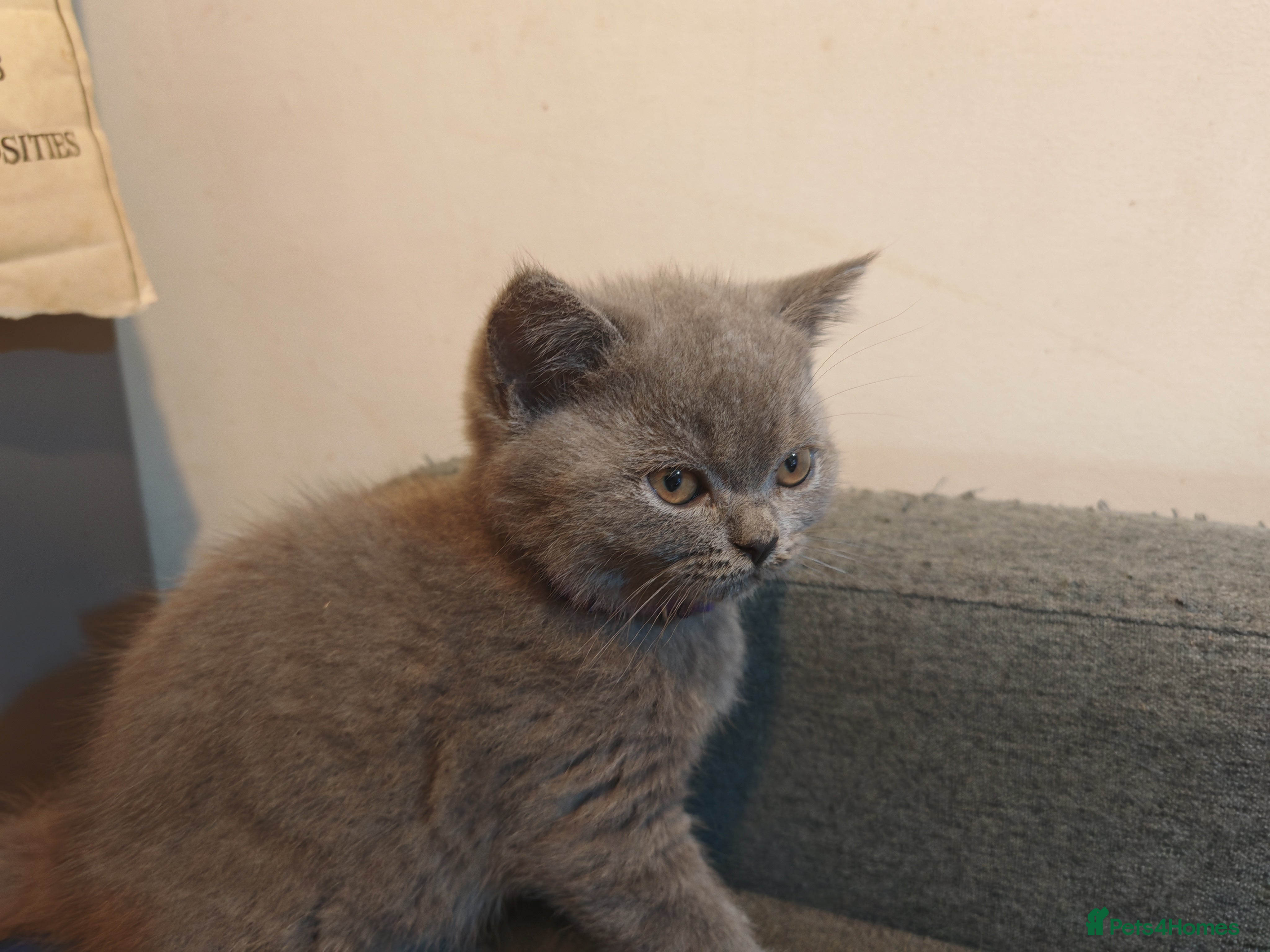 British Shorthair cats for sale: For sale Kittens ready  in Wakefield - Advert 4