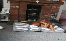 Rhodesian Ridgeback dogs for sale: Beautiful Kc Registered  - Image 1