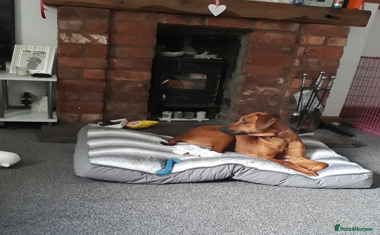 Rhodesian Ridgeback dogs for sale - Advert 1