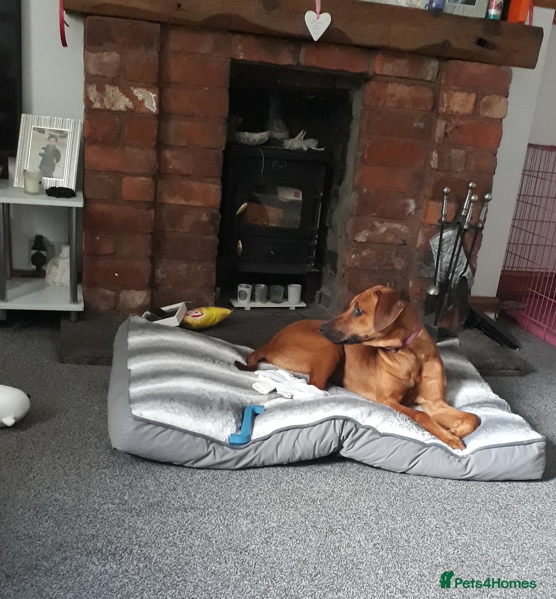 Rhodesian Ridgeback dogs for sale: Beautiful Kc Registered  - Image 1