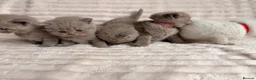 British Shorthair cats for sale: Beautiful Purebred British Shorthair Kittens - Advert 1