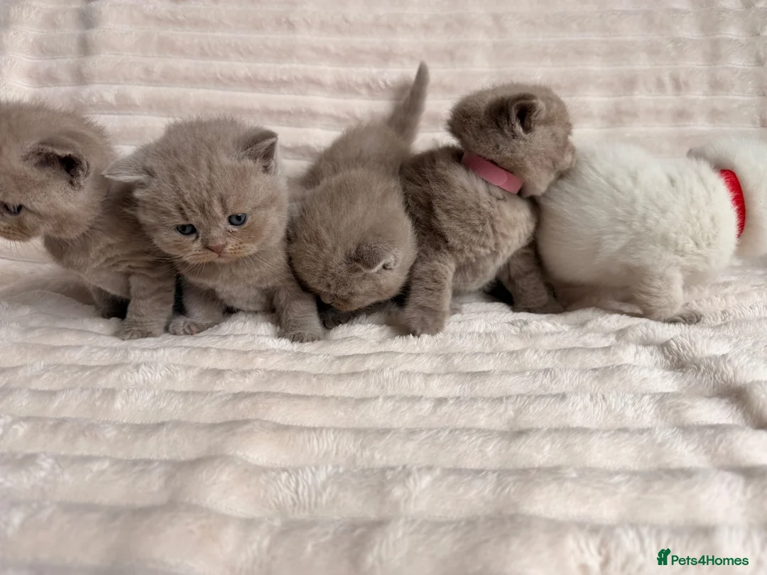 British Shorthair cats for sale: Beautiful Purebred British Shorthair Kittens - Advert 1