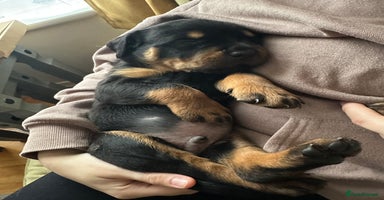 Rottweiler dogs - Advert 14