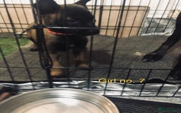 Belgian Shepherd Dog dogs for sale: Dutch shepherd/ Belgian malinois  - Image 5