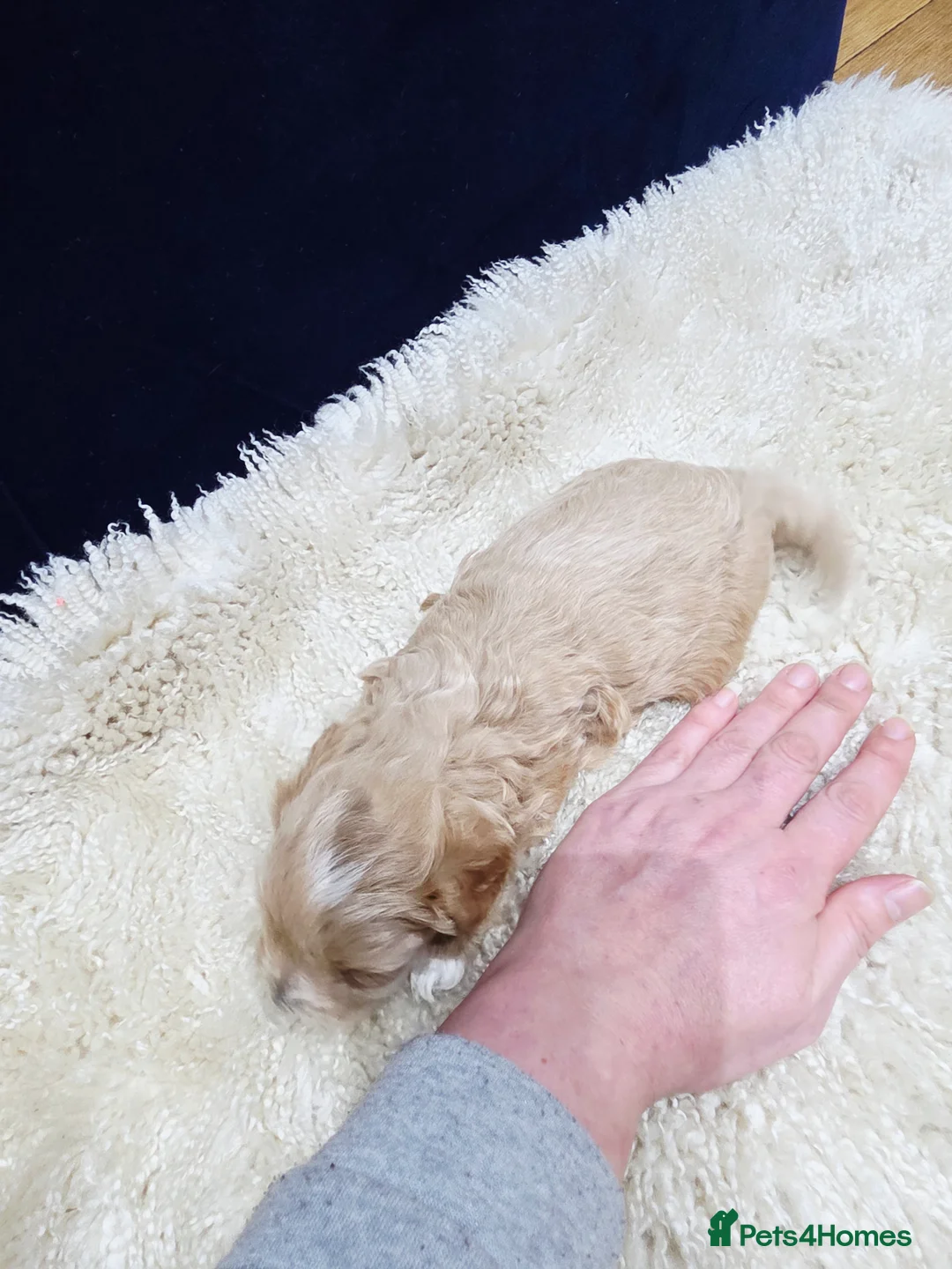 Maltipoo dogs for sale: F1B Maltipoo Puppies, Toy Size, Hypoallergenic, - Advert 8