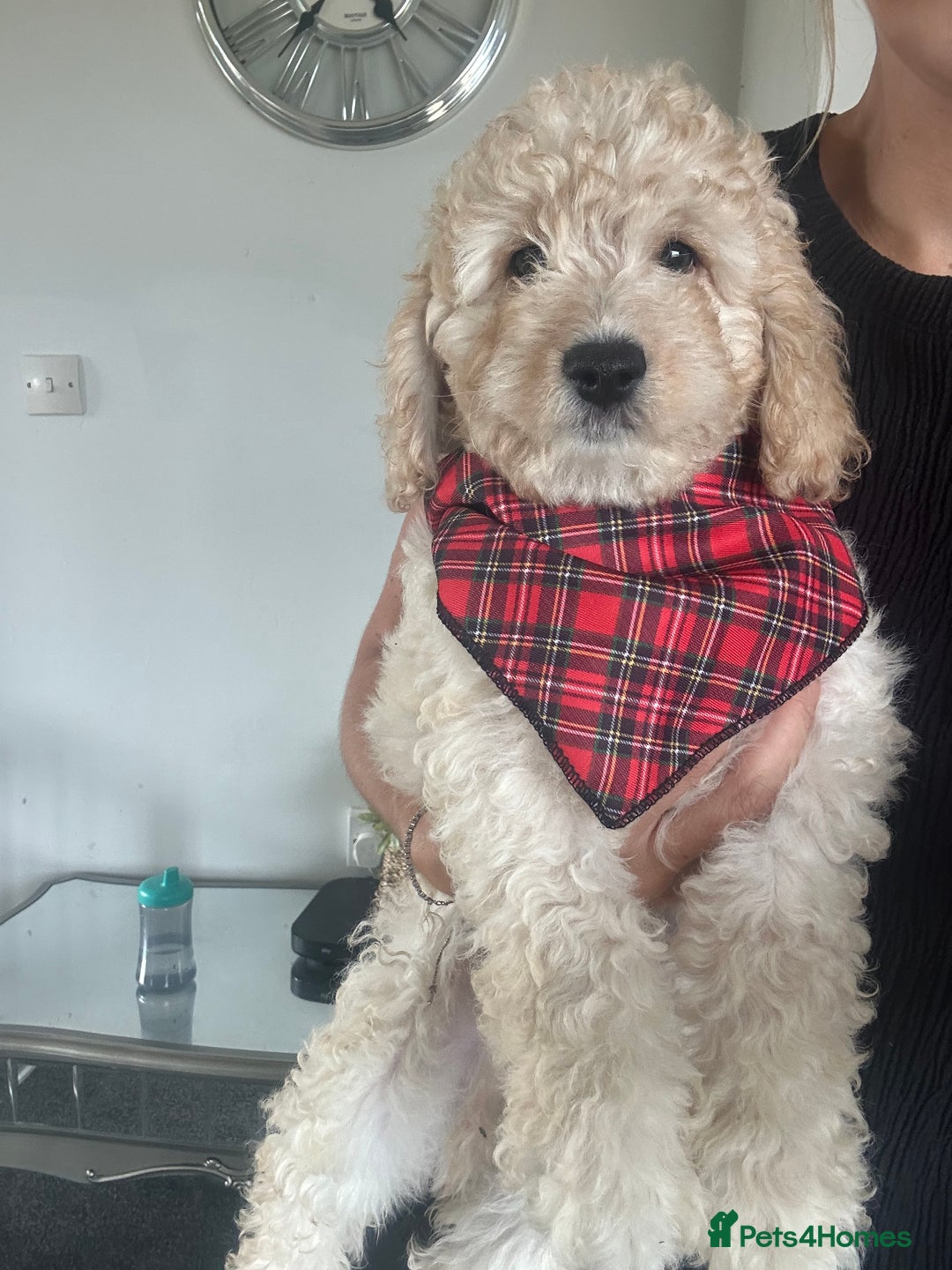 Cockapoo dogs for sale: F1B cockapoos ready for homes now  - Image 1
