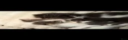 Mixed Breed cats for sale: Last kitten seeking their forever home  - Advert 8
