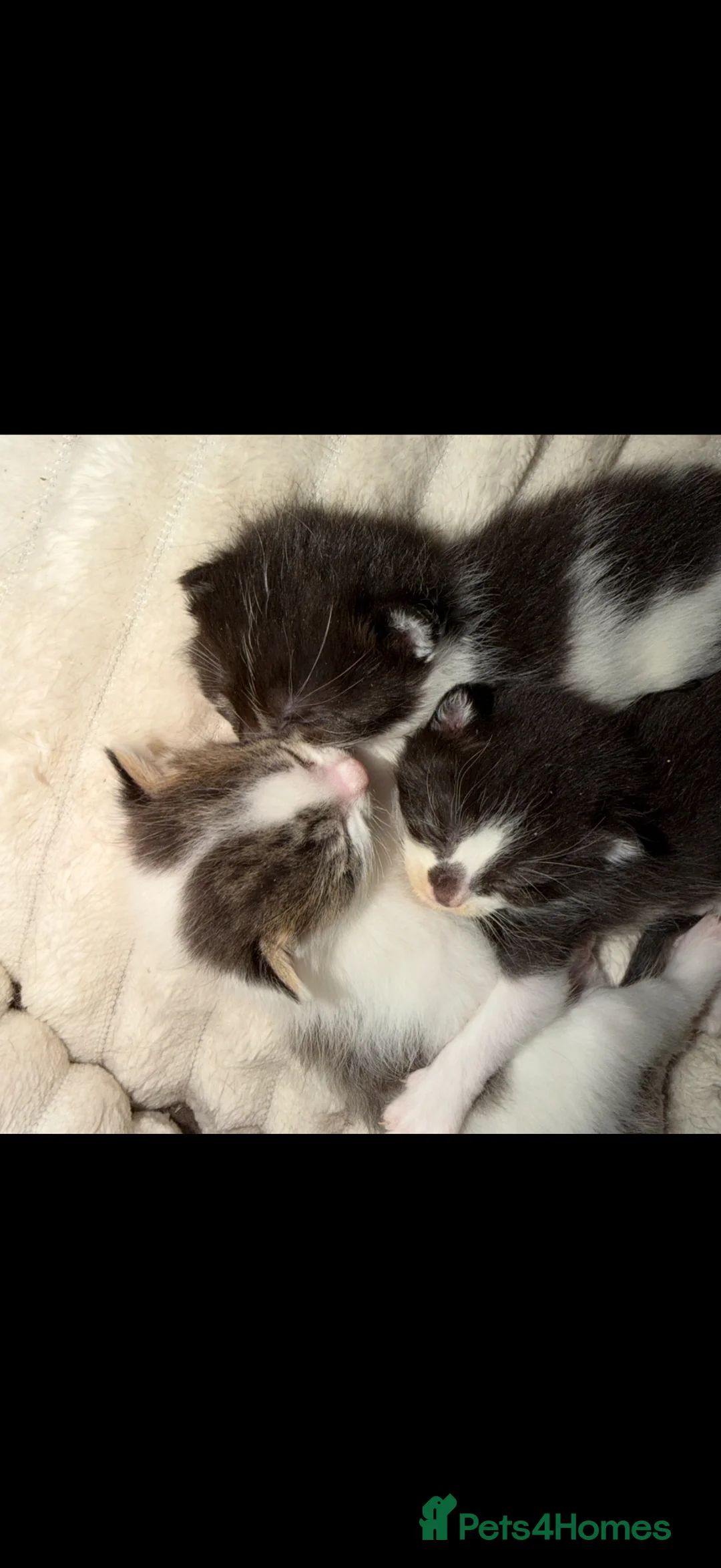 Mixed Breed cats for sale: Last kitten seeking their forever home  - Advert 8