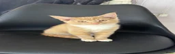 Mixed Breed cats for sale: 3 adorable kittens for sale  in Leicester - Advert 11