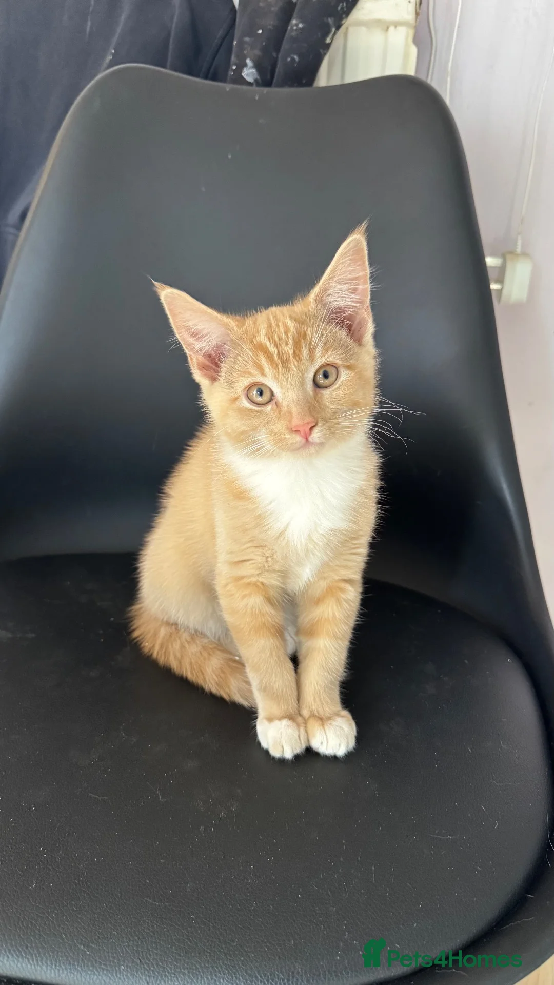 Mixed Breed cats for sale: 3 adorable kittens for sale  in Leicester - Advert 11