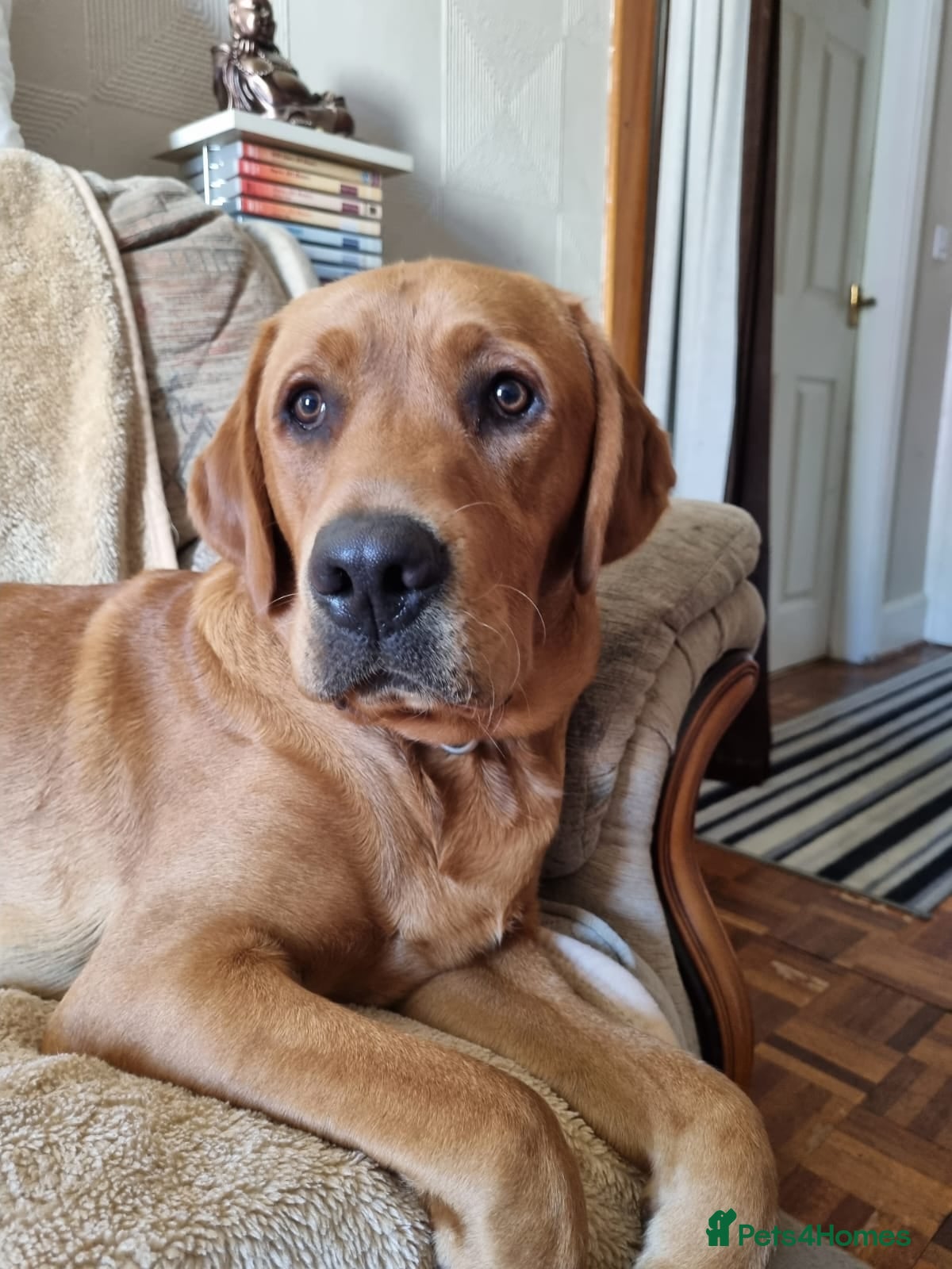 Labrador Retriever dogs FOR STUD - DAVE ❤️  - Advert 1
