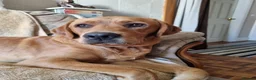 Labrador Retriever dogs for stud: FOR STUD - DAVE ❤️  in Mansfield - Advert 6