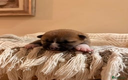 Japanese Shiba Inu dogs for sale: beautiful red Japanese Shiba Inu puppies  - Image 3