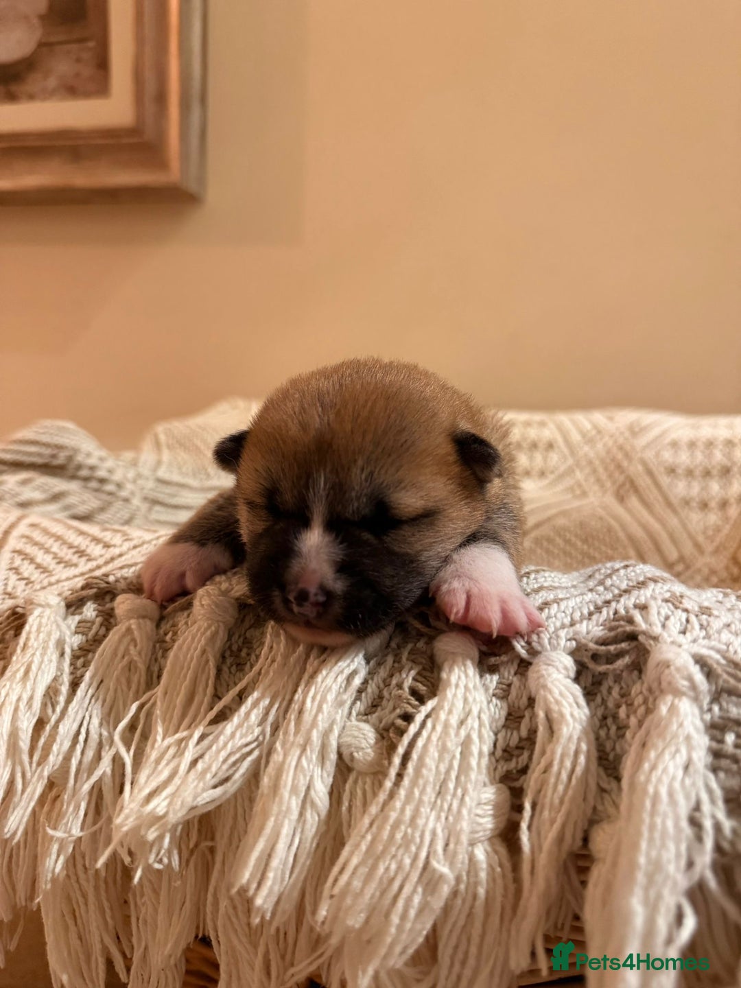 Japanese Shiba Inu dogs for sale: beautiful red Japanese Shiba Inu puppies  - Image 3