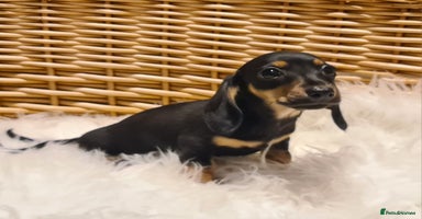 Miniature Dachshund dogs - Advert 5