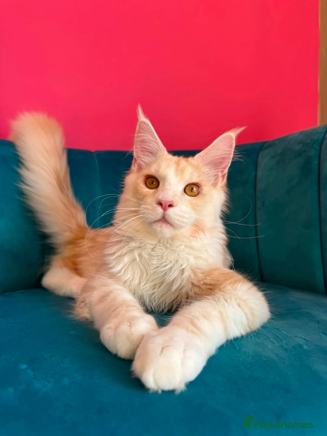 Maine Coon cats for sale: TICA Registered Red Shaded Maine Coon kitten - Advert 18