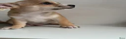 Chihuahua dogs for sale: 4 chihuahua males looking for their forever home - Advert 5