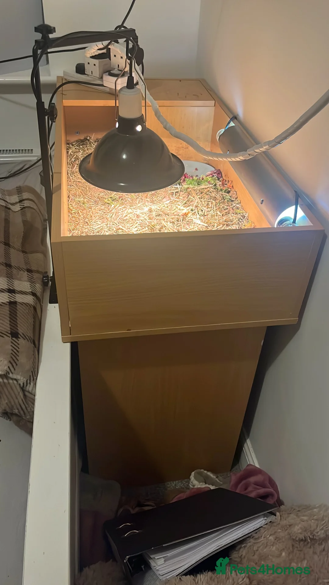 Tortoise reptiles for sale: Tortoise  - Advert 4