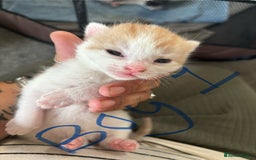 Mixed Breed cats for sale: Three beautiful kittens 2 boys 1 girl  - Image 3