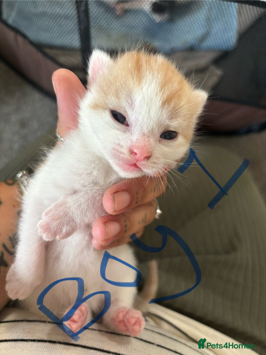 Mixed Breed cats for sale: Three beautiful kittens 2 boys 1 girl  - Image 3