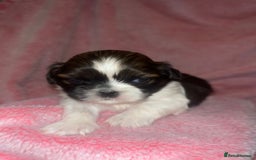 Shih Tzu dogs for sale: Small beautiful Shih tzu puppies - Image 1
