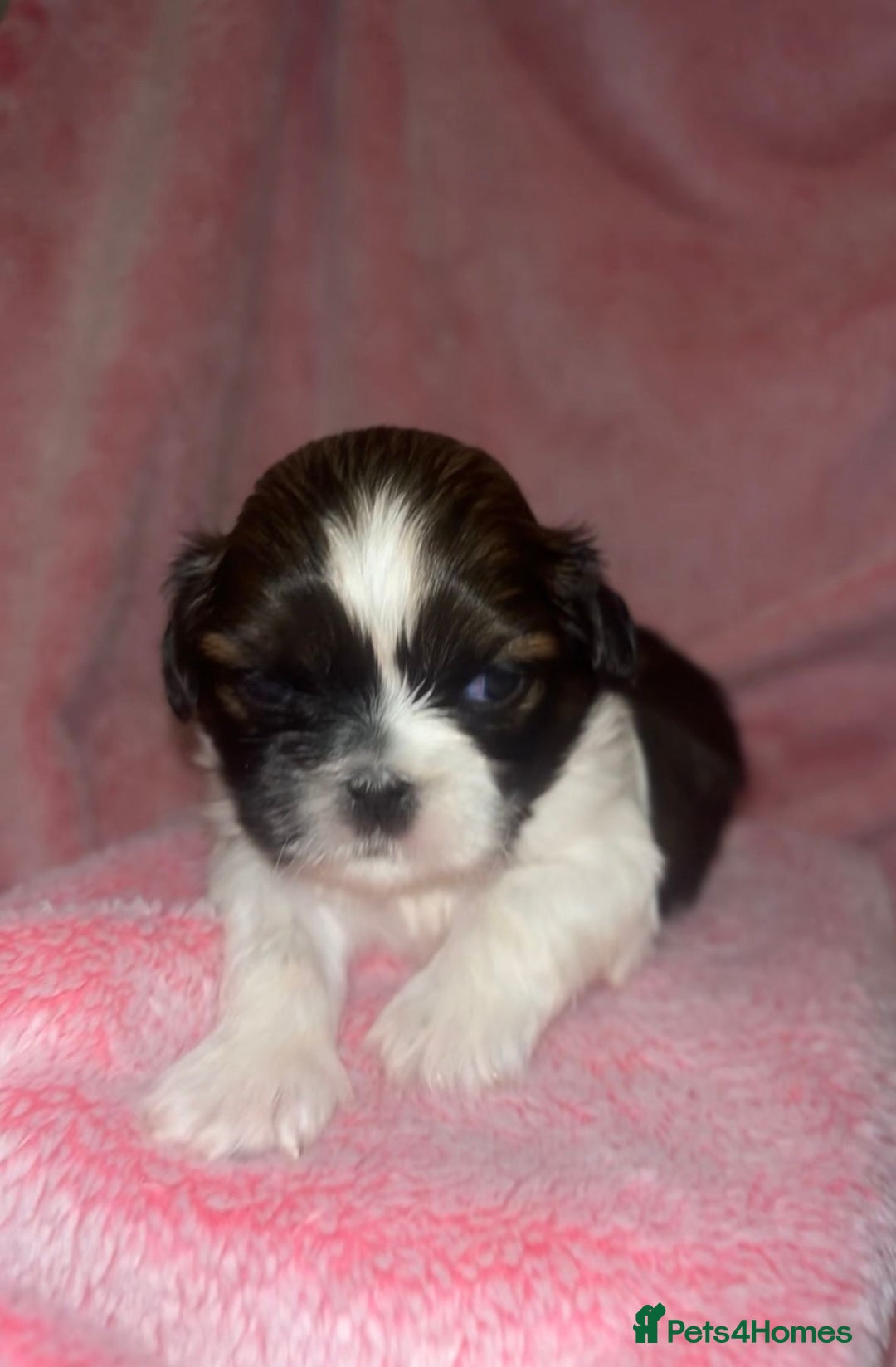Shih Tzu dogs for sale: Small beautiful Shih tzu puppies - Image 1