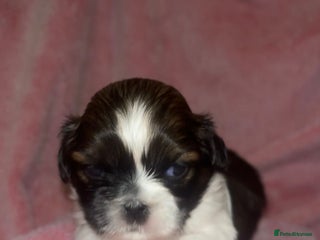 Shih Tzu dogs for sale - Advert 1