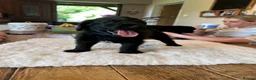 Labradoodle dogs for sale: Beautiful happy labradoodle puppies Ready 15.07.26 - Advert 9
