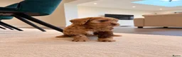 Cockapoo dogs for sale: Super Quality Cockerpoos  - Advert 4