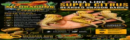 Bearded Dragon reptiles for sale: Super Citrus YELLOW US Bloodline  - Advert 3