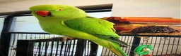 Parrots birds for sale: Baby ring neck talking parrot  - Advert 3