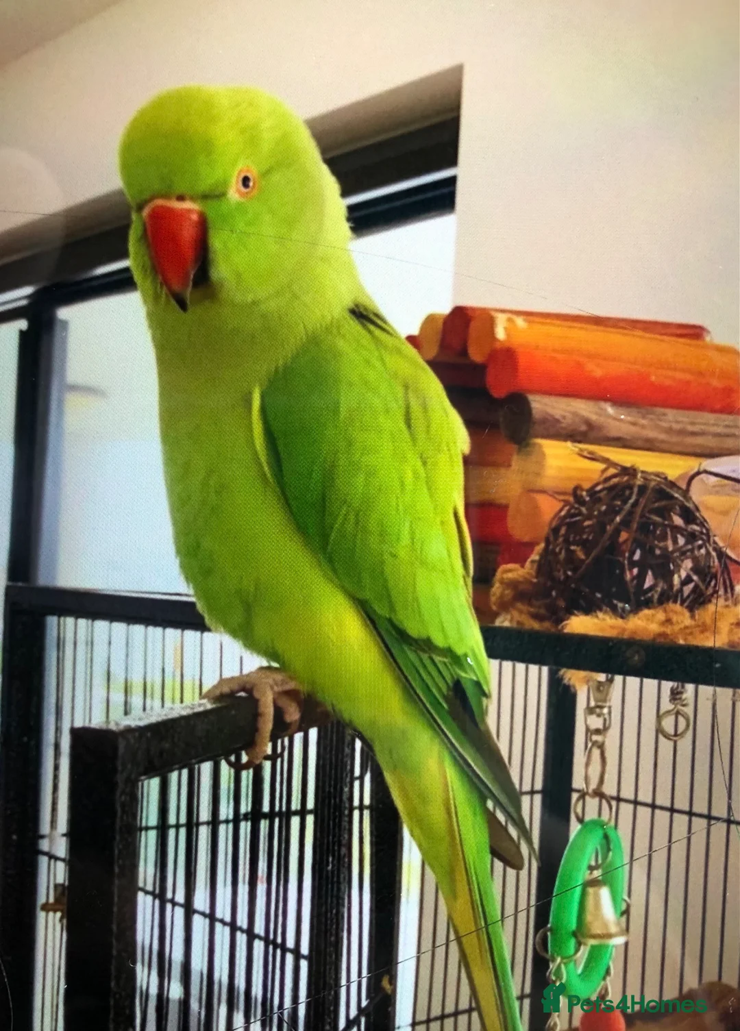 Parrots birds for sale: Baby ring neck talking parrot  - Advert 2