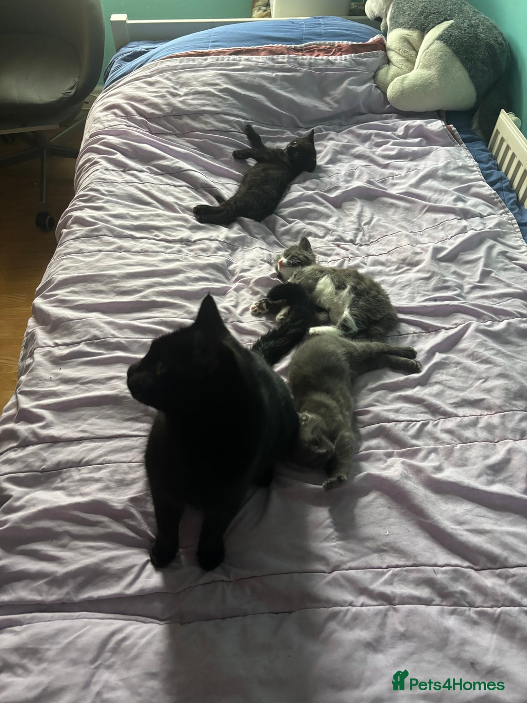 Mixed Breed cats for sale: 4 gorgeous kittens available now  - Image 14