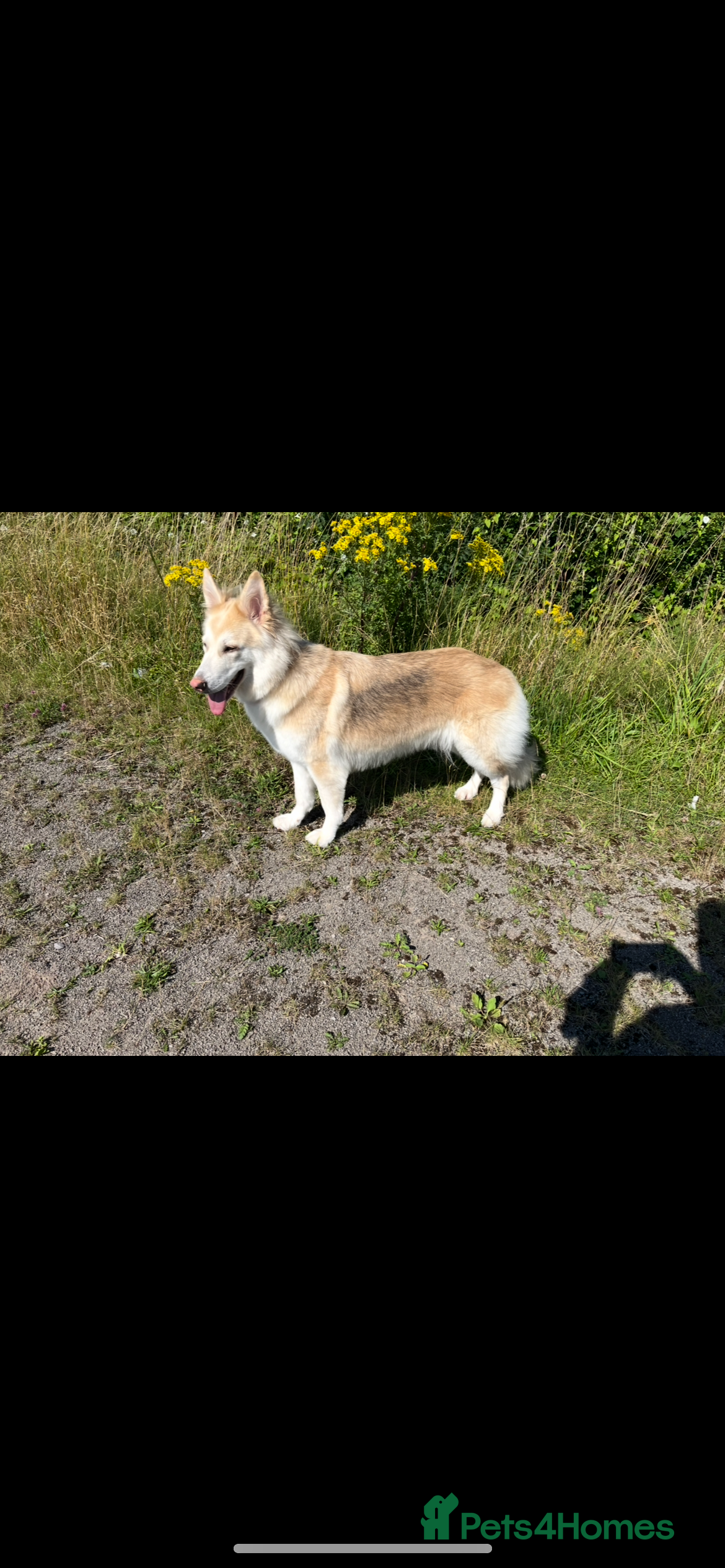 German Shepherd dogs Beautiful KC Reg Straight Back German Shepherds🐾 - Advert 1