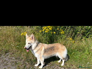German Shepherd dogs Beautiful KC Reg Straight Back German Shepherds🐾 - Advert 1