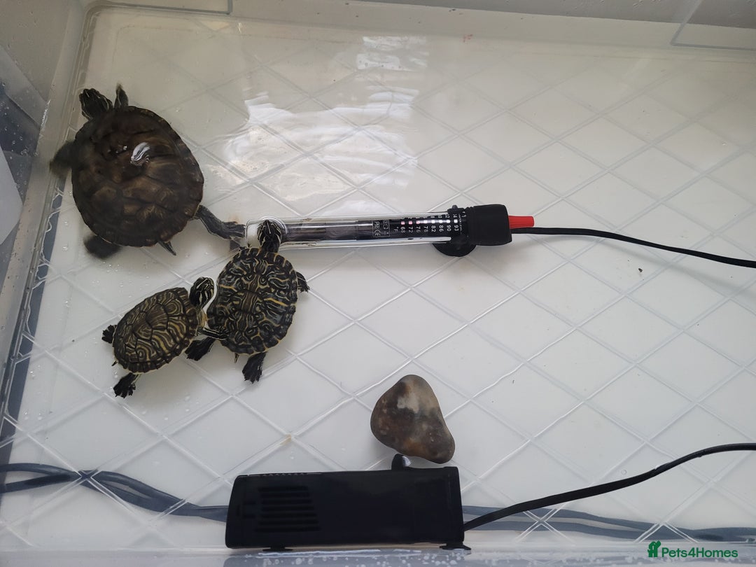 Turtle reptiles for sale: TURTLES FOR SALE - Image 11