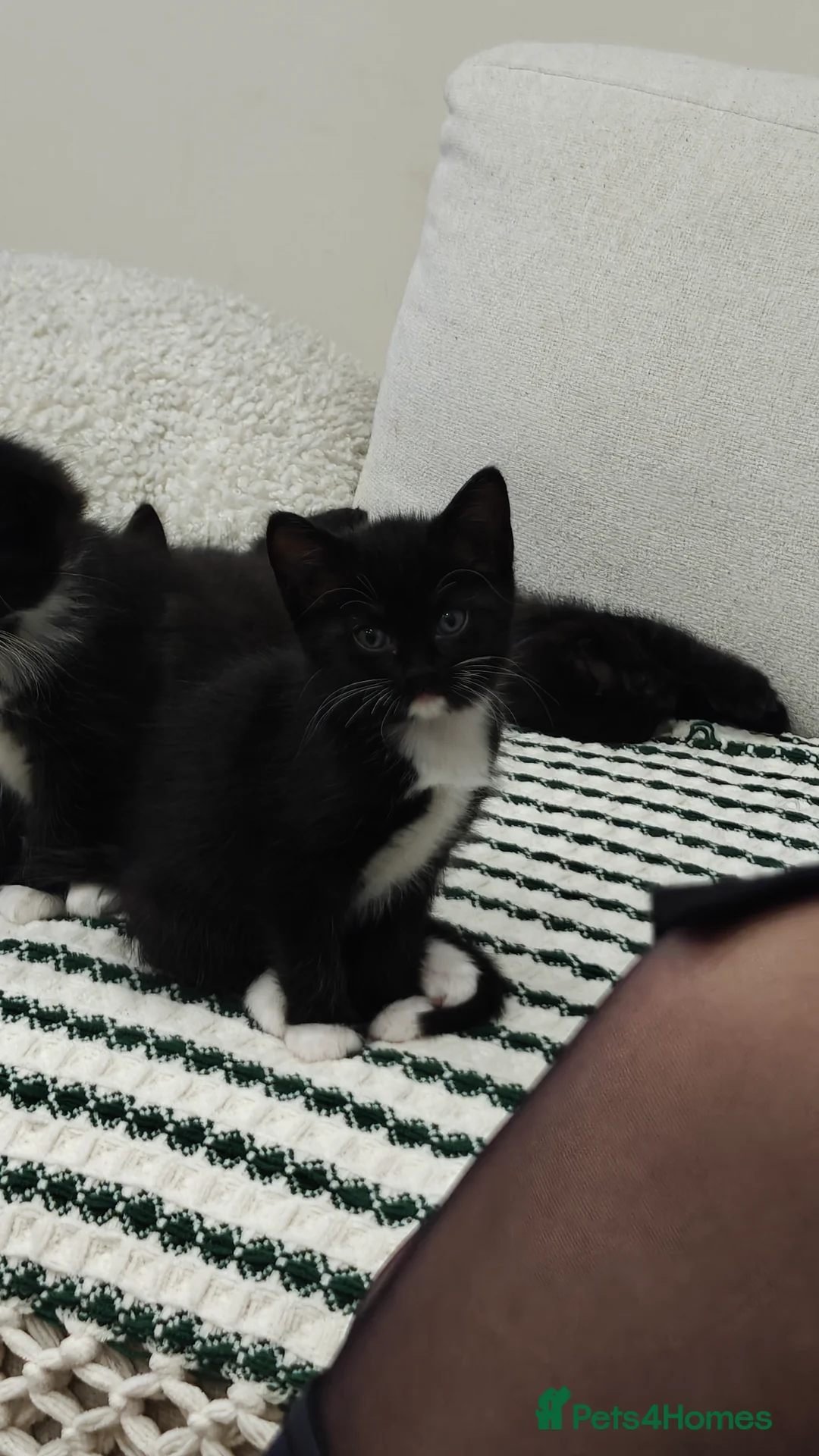 Ragdoll cats for sale: Ragdoll mix  - Advert 24