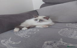 Ragdoll cats for sale: Female Ragdoll for sale - Image 1