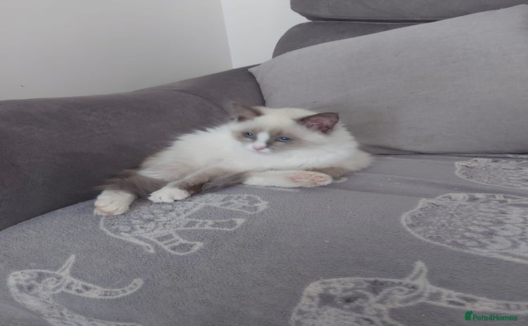 Ragdoll cats - Advert 16