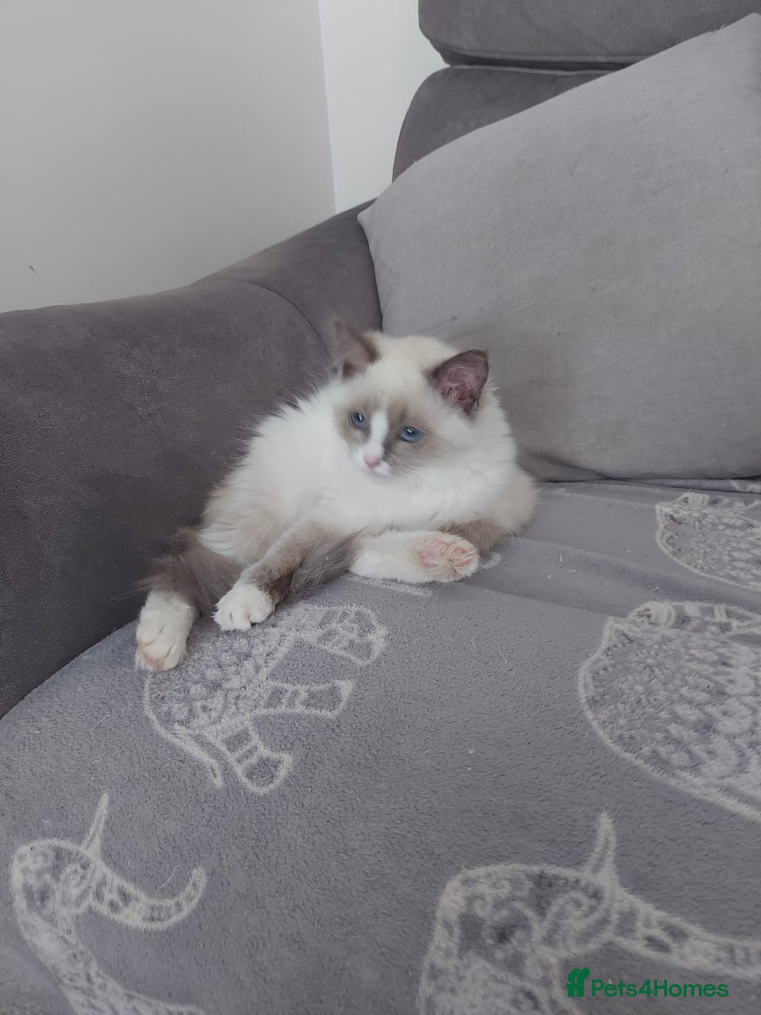 Ragdoll cats for sale: Female Ragdoll for sale - Image 1