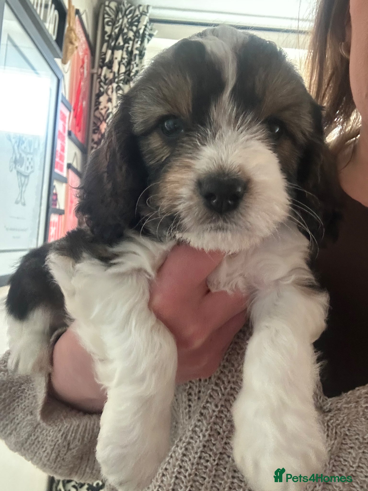 Mixed Breed dogs Sprockerpoos for sale - Advert 17