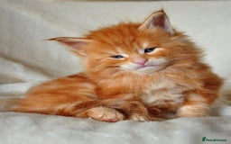 Maine Coon cats for sale: Mane Coon xxxl - Image 5