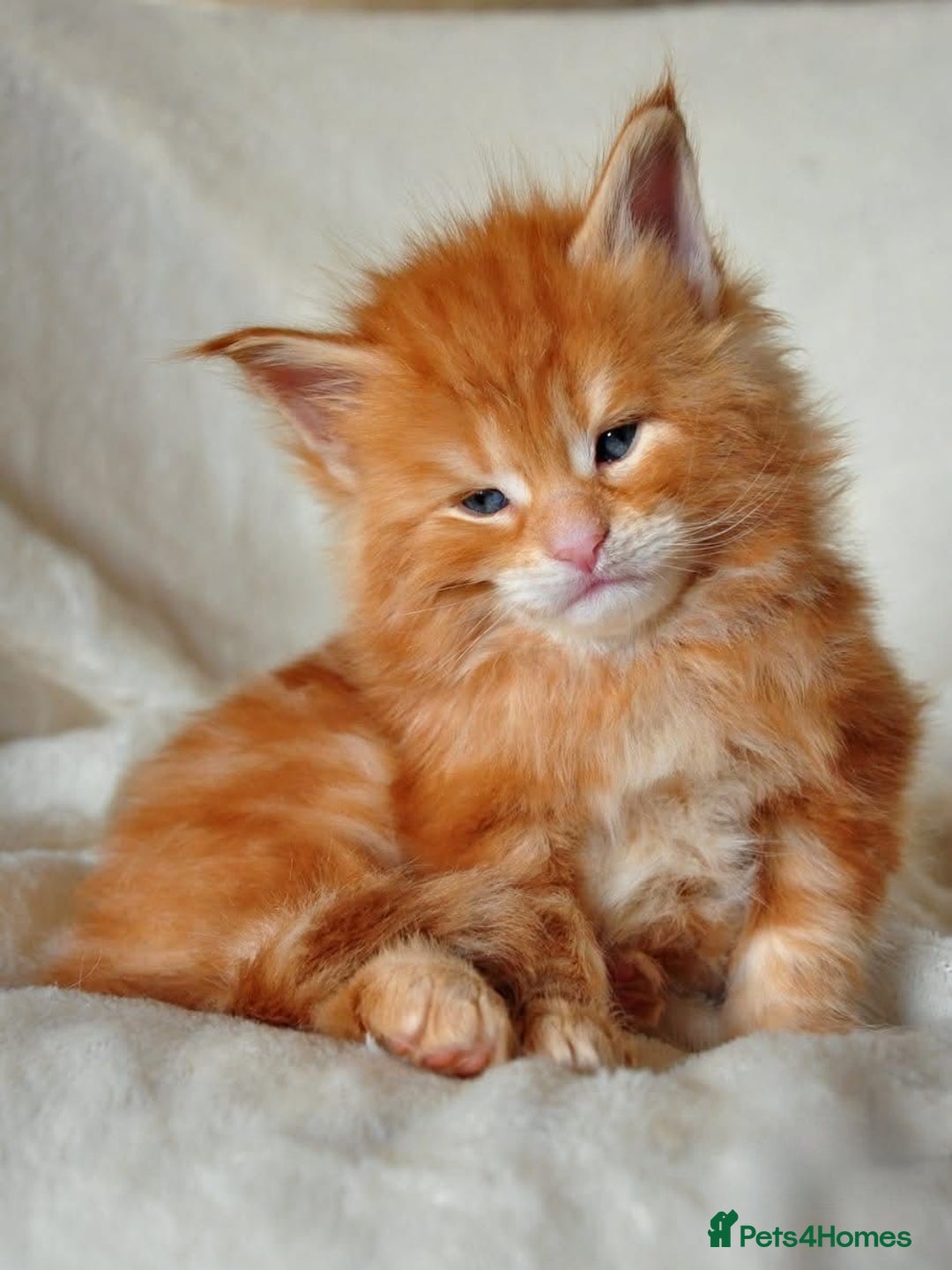 Maine Coon cats for sale: Mane Coon xxxl - Image 5