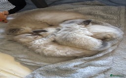 Ragdoll cats for sale: Ragdoll Kittens Ready Now🐾💕 - Image 1